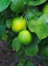 Ripening lemons on a leafy tree branch, covered in raindrops. Royalty Free Stock Photo