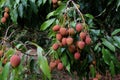 Ripening lychees on tree in tropical orchard Royalty Free Stock Photo