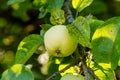 Ripening Malus domestica `White transparent` apples