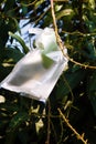 ripening mango fruits are wrapped in polyethylene