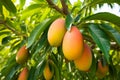 Ripening mangoes hanging on batch on tree. Generative AI Royalty Free Stock Photo