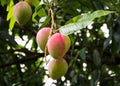 Ripening mangoes hanging from the tree. Royalty Free Stock Photo