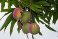 Ripening mangoes hanging from the tree. Royalty Free Stock Photo