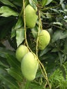 Ripening mangoes on tree 3 Royalty Free Stock Photo