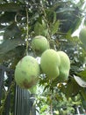 Ripening mangoes on tree 4