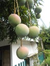 Ripening mangoes on tree 2