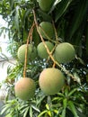 Ripening mangoes on tree Royalty Free Stock Photo