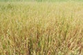 Ripening oat or Avena sativa ranch field floral background Royalty Free Stock Photo