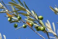 Ripening Olives Royalty Free Stock Photo