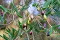 Ripening olives growing on olive tree branch