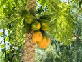 Ripening papaya fruits
