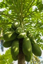 Ripening papaya grow in the top of a tree in the tropics