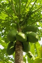 Ripening papaya grow in the top of a tree in the tropics