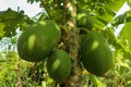 Ripening papaya grow in the top of a tree in the tropics