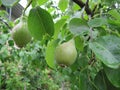 Ripening pears. Green leaves. Small berry. Royalty Free Stock Photo