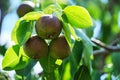 Ripening pears hanging tree among green foliage on sunny day Royalty Free Stock Photo