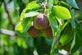Ripening pears hanging tree among green foliage on sunny day Royalty Free Stock Photo