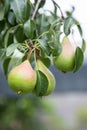 Ripening pears on a tree in the garden on the farm. Organic farming. Ripe sweet pear fruits growing on a pear tree branch Royalty Free Stock Photo