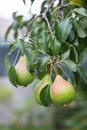 Ripening pears on a tree in the garden on the farm. Organic farming. Ripe sweet pear fruits growing on a pear tree branch Royalty Free Stock Photo
