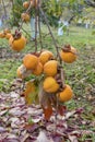 Ripening persimmon hanging on a branch