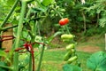 Ripening Plum Tomatoes