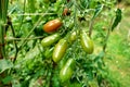 Ripening Plum Tomatoes