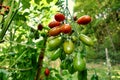 Ripening Plum Tomatoes