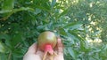 ripening pomegranate on a female palm surrounded by green leaves next to another pomegranate frui