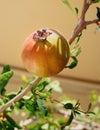 Ripening pomegranate fruit on a branch in summer Royalty Free Stock Photo