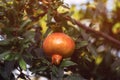 Ripening pomegranate fruit in organic orchard in Greece Royalty Free Stock Photo