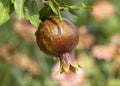 A ripening pomegranate fruit Royalty Free Stock Photo