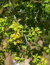 Ripening pomegranate on a tree branch