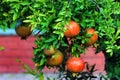 Ripening pomegranates on a tree branch Royalty Free Stock Photo