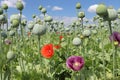 Ripening poppies. Close-up photo of a purple and red poppy flower. Ripening poppy seed heads.