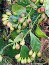 Ripening Prickly Pear Cactus, Opuntia, Fruit Royalty Free Stock Photo