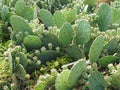 Ripening Prickly Pear Fruit in Wild Colony Royalty Free Stock Photo