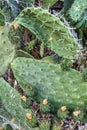 Ripening Prickly Pear Fruit in Wild Colony Royalty Free Stock Photo