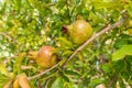 Ripening process of a pomegranate fruit on tree branch in the garden. Rosh-haShana - Israeli New Year symbol