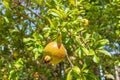 Ripening process of a pomegranate fruit on tree branch in the garden. Rosh-haShana - Israeli New Year symbol