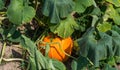 Ripening pumpkin,cucurbit on a hot August day in the countryside in the garden.