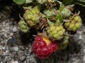 ripening raspberries on the branch Royalty Free Stock Photo