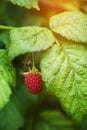 Ripening raspberries on the bush in a kitchen garden Royalty Free Stock Photo