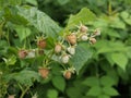 Ripening raspberries in the garden Royalty Free Stock Photo