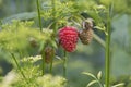 Ripening raspberries in the garden garden. Horticulture,the cultivation of berry crops.Summer season