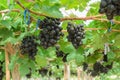 Ripening red grapes in countryside vineyard for red wine,Thailan Royalty Free Stock Photo