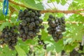 Ripening red grapes in countryside vineyard for red wine,Thailand Royalty Free Stock Photo