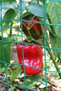 RIPENING RED PEPPERS BEHIND GREEN FENCE