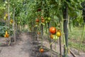 Ripening red tomatoes in garden, ready to harvest, fresh produce Royalty Free Stock Photo