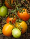 Ripening red tomatoes growing on a vine in a vegetable garden. Organic vegetables in the garden close-up Royalty Free Stock Photo