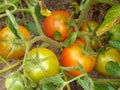 Ripening red tomatoes growing on a vine in a vegetable garden. Organic vegetables in the garden close-up Royalty Free Stock Photo